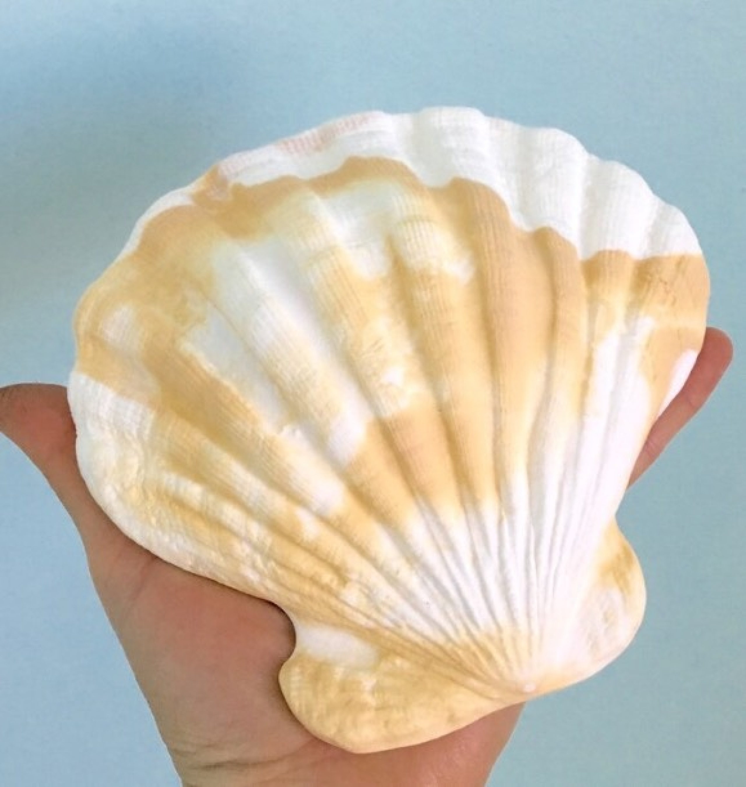 shell decor