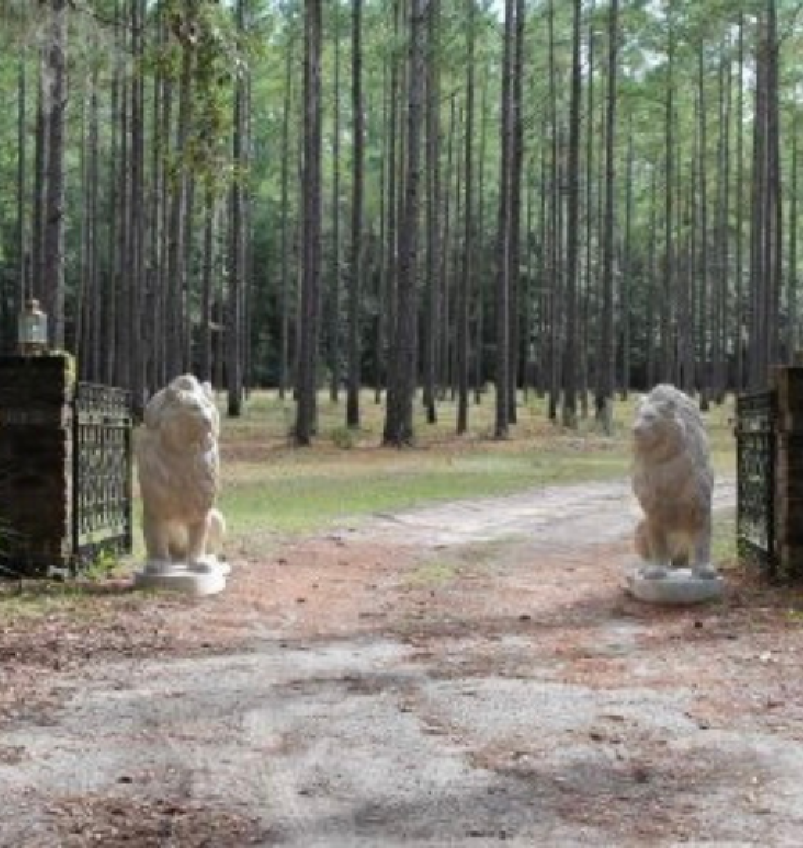 lion statues