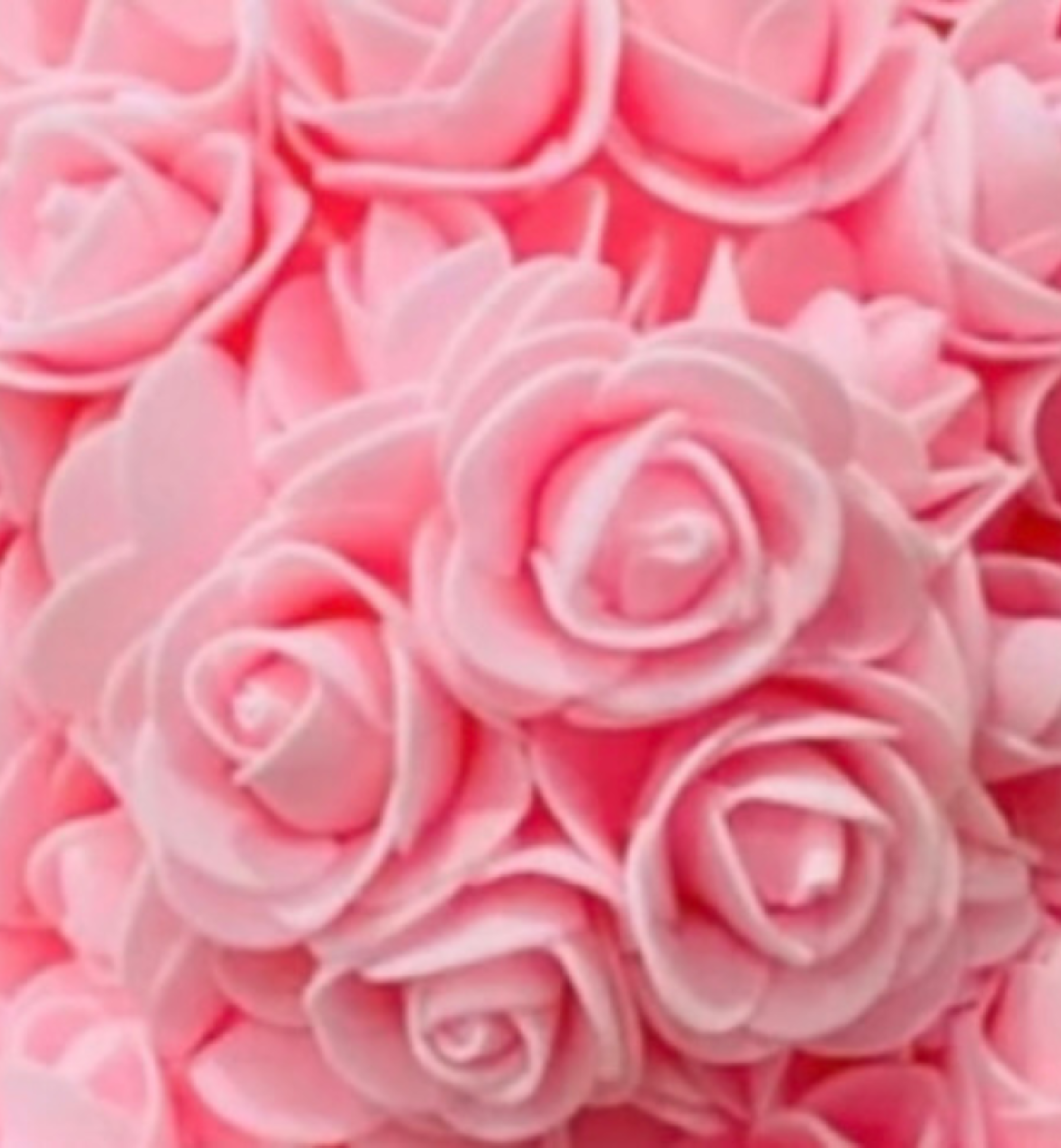 rose bear